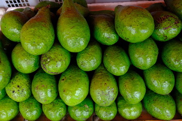 pile of green avocados. persea americana. avocado is a thick fleshy fruit with a savory taste. fat.