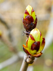 Horse chestnut tree buds, Aesculus hippocastanum, at sunny day in early spring