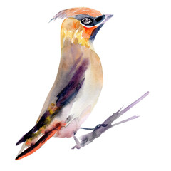 Waxwing, common Waxwing or (lat. Bombycilla garrulus) is a songbird of passerine watercolor illustration, hand drawn bird isolated on white background, forest animal for design zoo children, poster