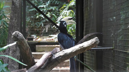 Oriental Pied Hornbill|Anthracoceros albirostris|斑犀鳥