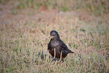 Obraz premium Blackbird eating a worm