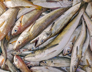 Obraz premium Fresh sea fish