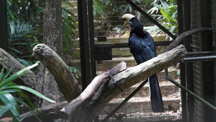 Oriental Pied Hornbill|Anthracoceros albirostris|斑犀鳥