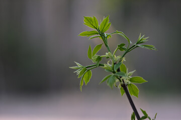 Young leaves on a tree branch in the spring, close-up