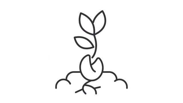 Seed germination line animation. Animated sprout growing from seed. Plant roots growth. Seamless loop HD video with alpha channel on transparent background. Outline motion graphic animation