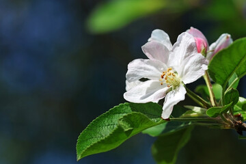 Apple blossoms in spring. Selective focus. Space for text.
