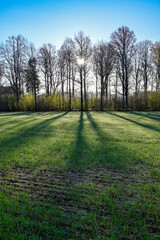 Fototapeta na wymiar backlight through trees and shadows over green field