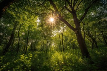 Fototapeta na wymiar Sun shining through the trees