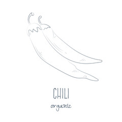 Hand drawn sketch of chili pepper