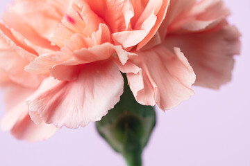 Orange carnation on pink background
