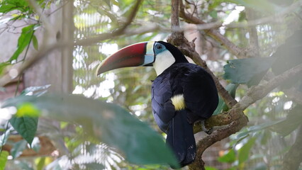 Ramphastos tucanus|Red-billed Toucan|红嘴鵎鵼