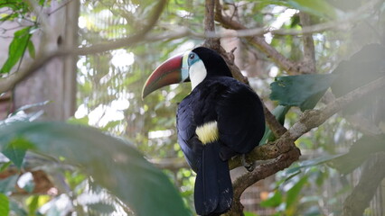 Ramphastos tucanus|Red-billed Toucan|红嘴鵎鵼