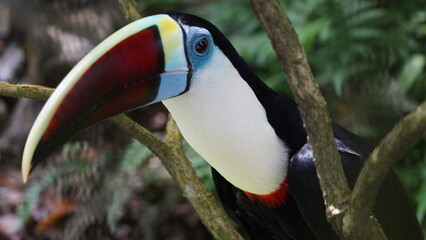 紅嘴巨嘴鳥（Pteroglossus frantzii）は、鮮やかな色合いと特徴的なくちばしで知られる、中央アメリカに生息する鳥の一種です。Ramphastos tucanus|Red-billed Toucan|红嘴鵎鵼