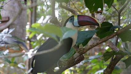 Ramphastos tucanus|Red-billed Toucan|红嘴鵎鵼