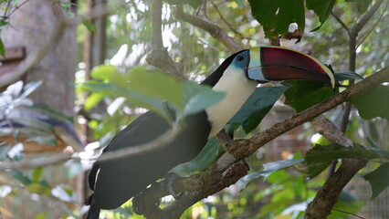 Ramphastos tucanus|Red-billed Toucan|红嘴鵎鵼