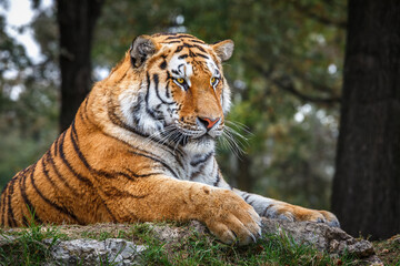Fototapeta na wymiar Tiger lying on the ground in safari.