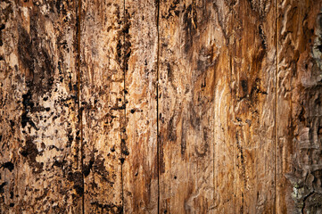 Close-up of an old tree, a rough tree trunk outdoors with shavings. Wild tree texture