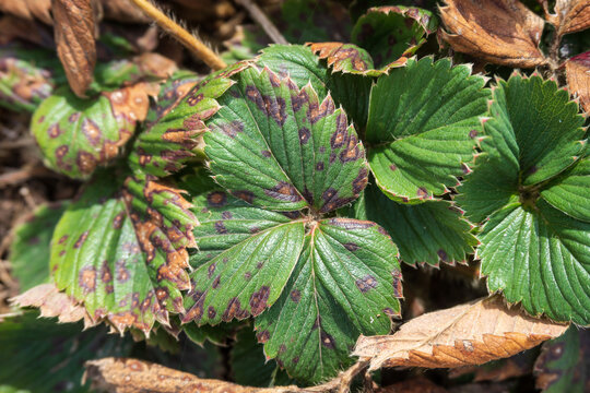 Strawberry plant with Reddish-brown Spots on the Leaves. Symptoms of Strawberry Disease. Affected Leaf of an Old Bush in the Spring garden close-up.