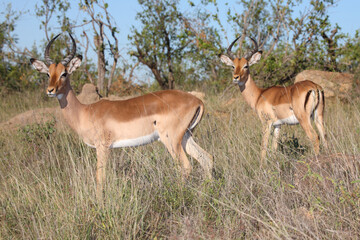 Schwarzfersenantilope / Impala / Aepyceros melampus