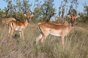 Schwarzfersenantilope / Impala / Aepyceros melampus