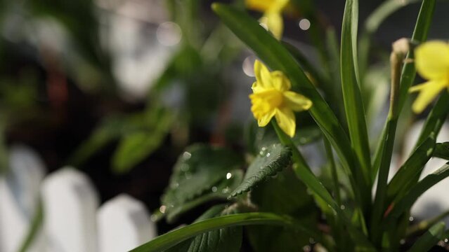 Narcissus flowers in flowerpot with strawberry on balcony. Bucket with planted daffodils Generative AI