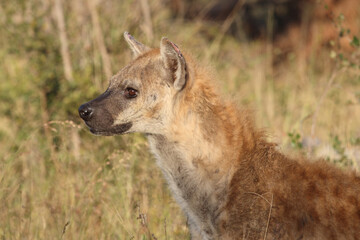 Tüpfelhyäne / Spotted hyaena / Crocuta crocuta