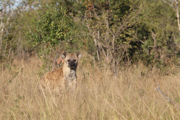 Tüpfelhyäne / Spotted hyaena / Crocuta crocuta