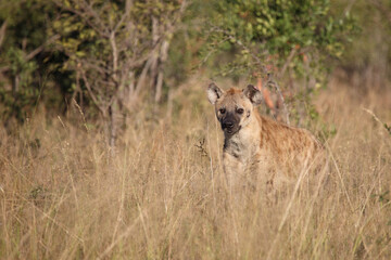 Tüpfelhyäne / Spotted hyaena / Crocuta crocuta
