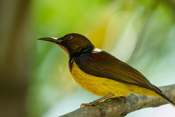 close-up of brown-throated sunbird perching on branch