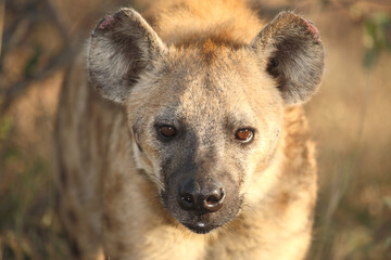 Tüpfelhyäne / Spotted hyaena / Crocuta crocuta