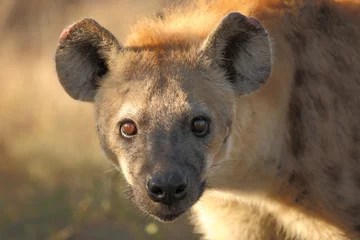 Tuinposter Tüpfelhyäne / Spotted hyaena / Crocuta crocuta © Ludwig