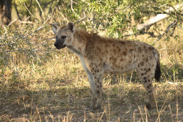 Tüpfelhyäne / Spotted hyaena / Crocuta crocuta
