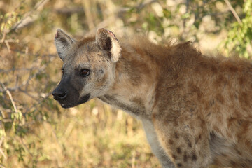 Tüpfelhyäne / Spotted hyaena / Crocuta crocuta