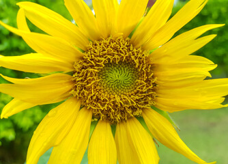 Close up of a sunflower blooming in the garden.