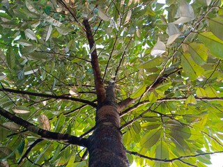 Durian tree
