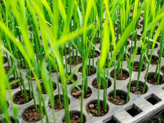 米のポット成苗（種まきから14日程度経過）