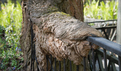 A tree has grown into an iron fence