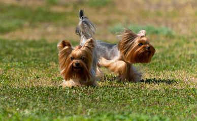Yorkshire terrier on the grass