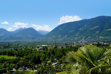 breathtaking mediterranean Merano’s Gardens of Trauttmansdorff Castle with a lush palm tree and the Italian Alps in the background (South Tyrol, Italy)