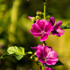 Rosa Blüte