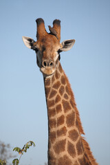 Giraffe / Giraffe / Giraffa camelopardalis
