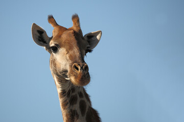 Fototapeta premium Giraffe / Giraffe / Giraffa camelopardalis