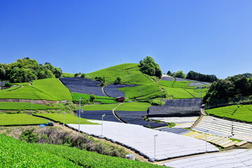 和束町石寺地区の茶畑