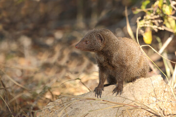 Südliche Zwergmanguste / Dwarf mongoose / Helogale parvula