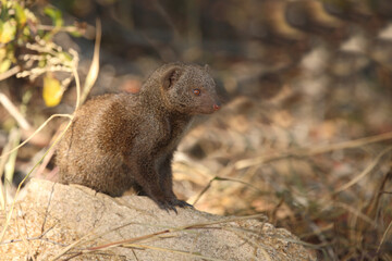 S&uuml;dliche Zwergmanguste / Dwarf mongoose / Helogale parvula