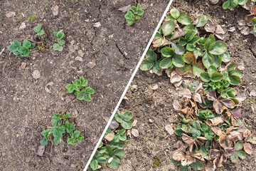Strawberry bed clean up in Spring, collage. Old ill brown leaves with spots before removal. Green...