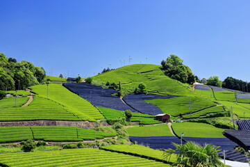 和束町石寺地区の茶畑