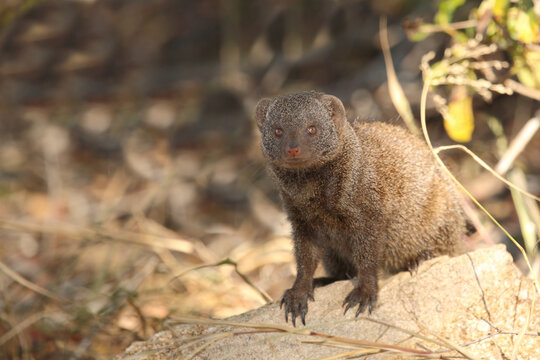 S&uuml;dliche Zwergmanguste / Dwarf mongoose / Helogale parvula