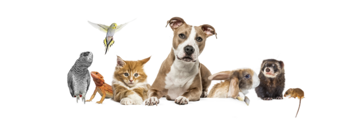 Group of pets leaning together on a empty web banner to place text.   Cats, dogs, rabbit, ferret, rodent, reptile, bird