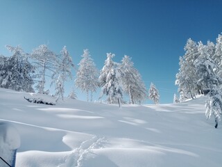 snow covered trees